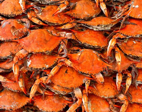A bunch of red crabs