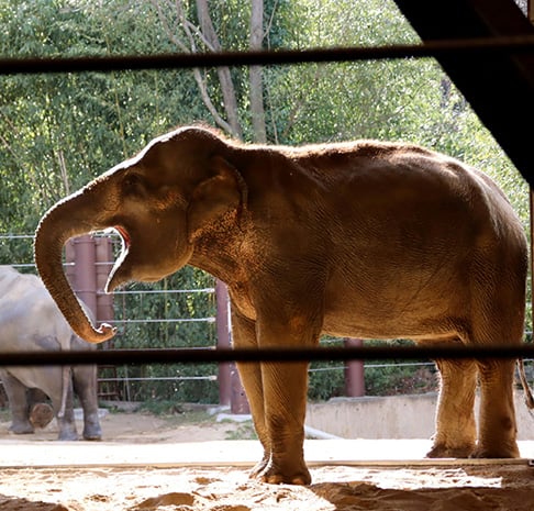 Elephant at the zoo