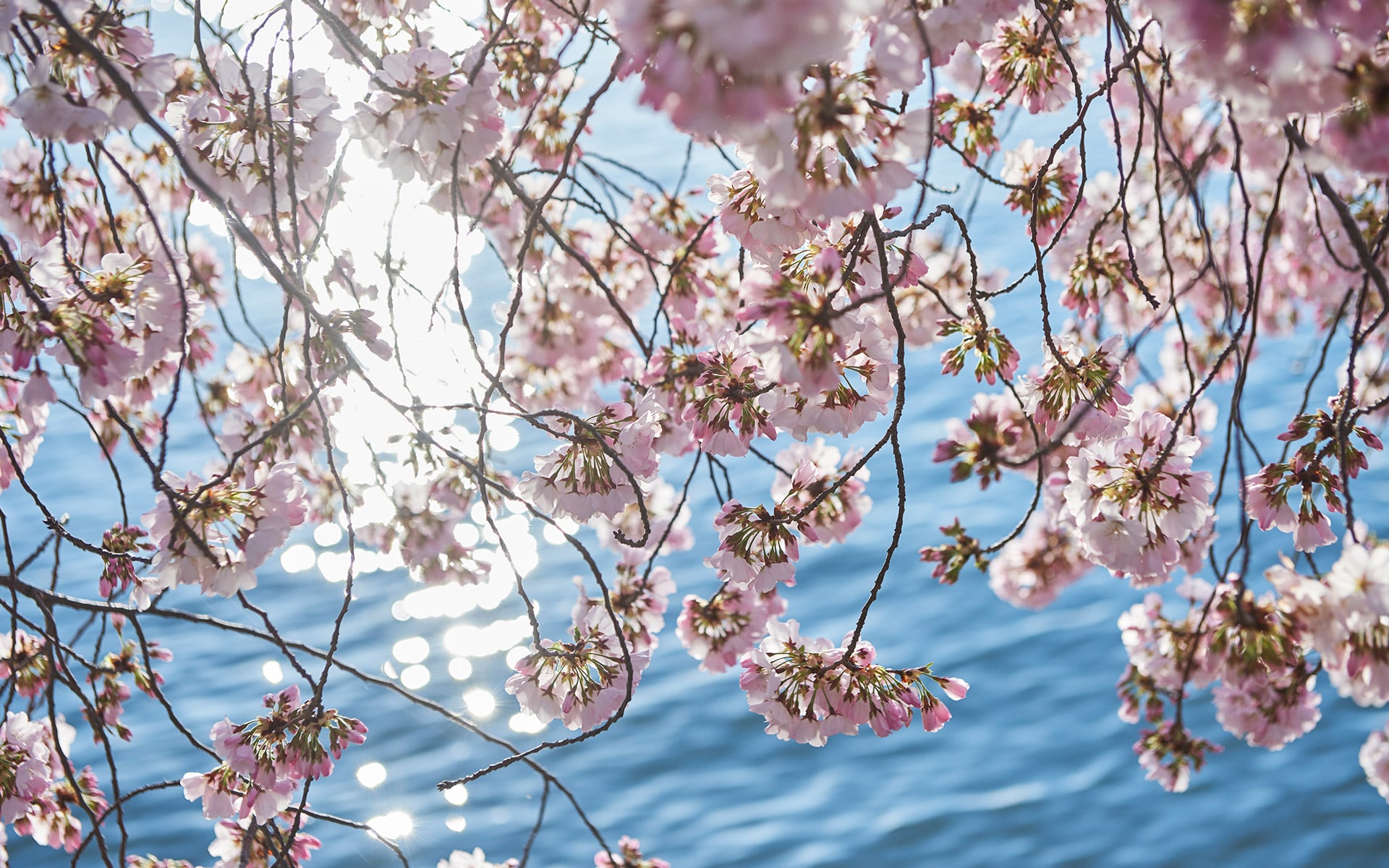 A tree blossoming with water in the back