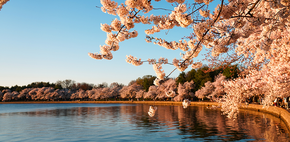 Tidal Basin in Bloom