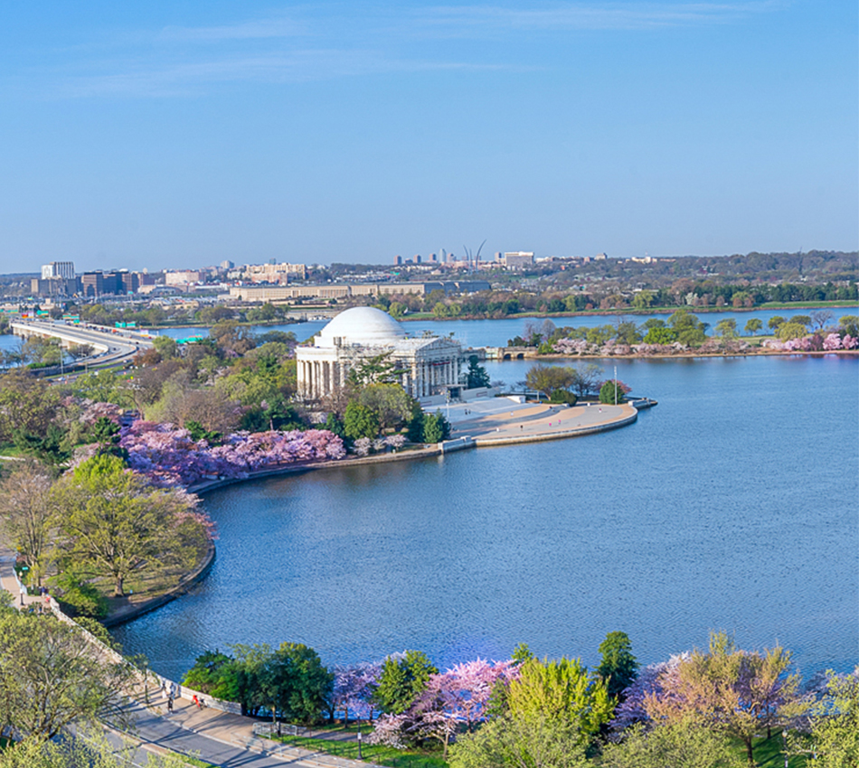 Cherry Blossom Bloom Camera View