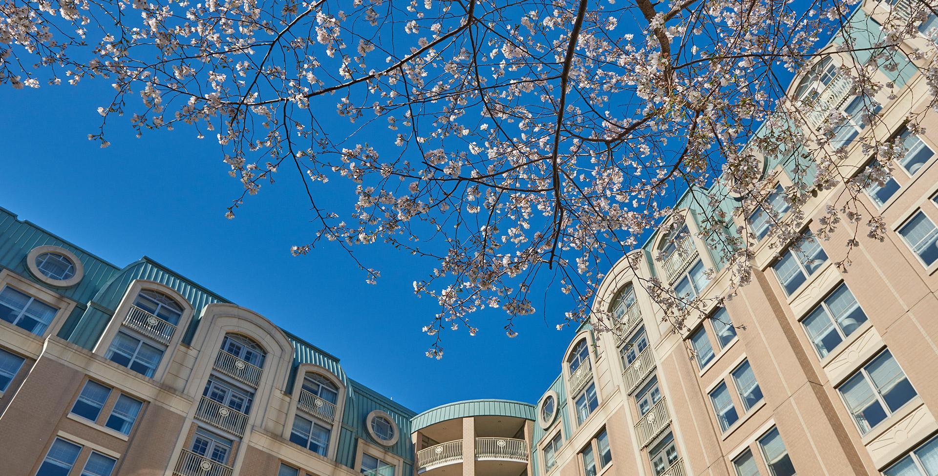 Cherry blossoms in bloom