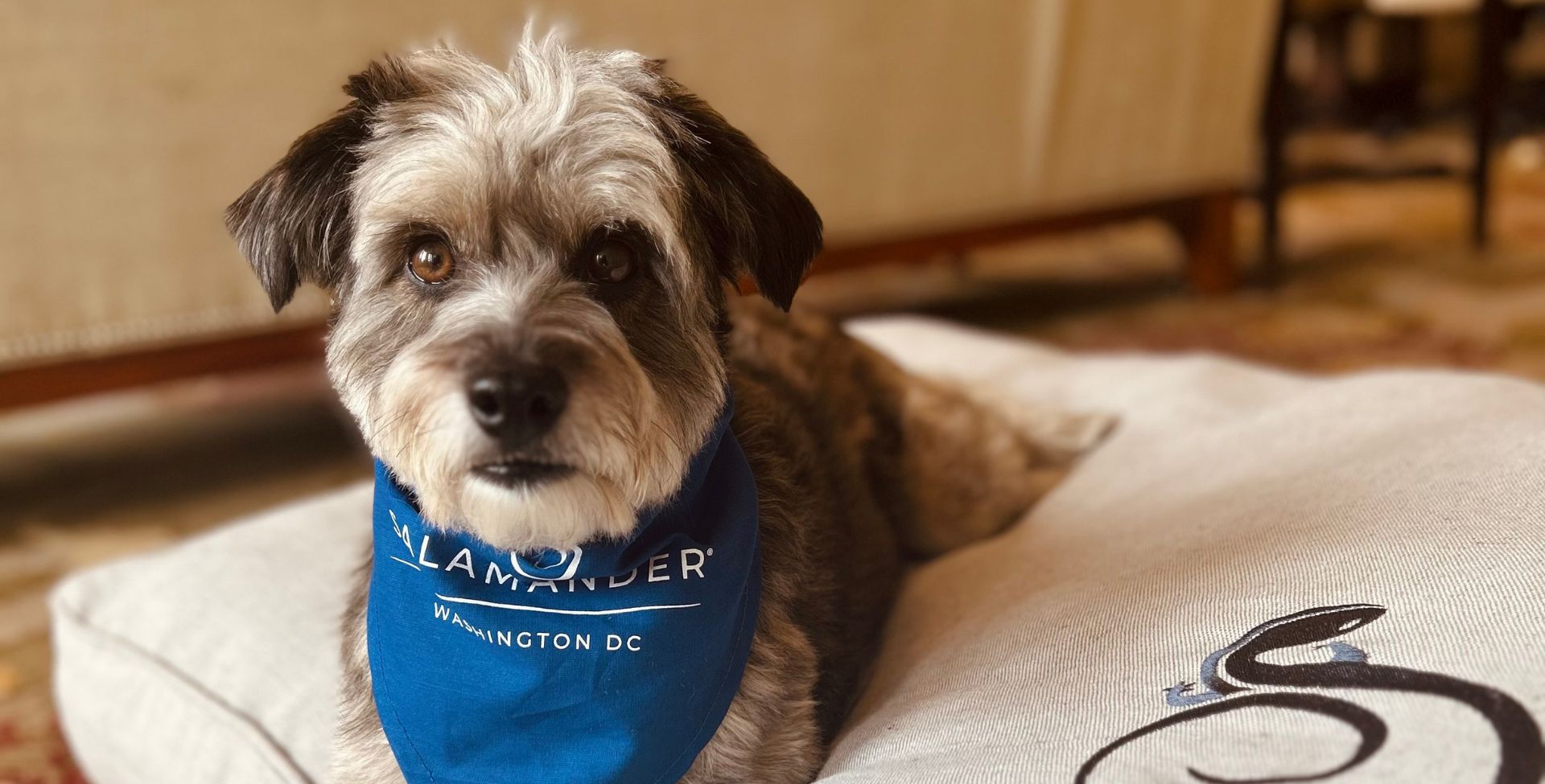 A dog with a hankerchief