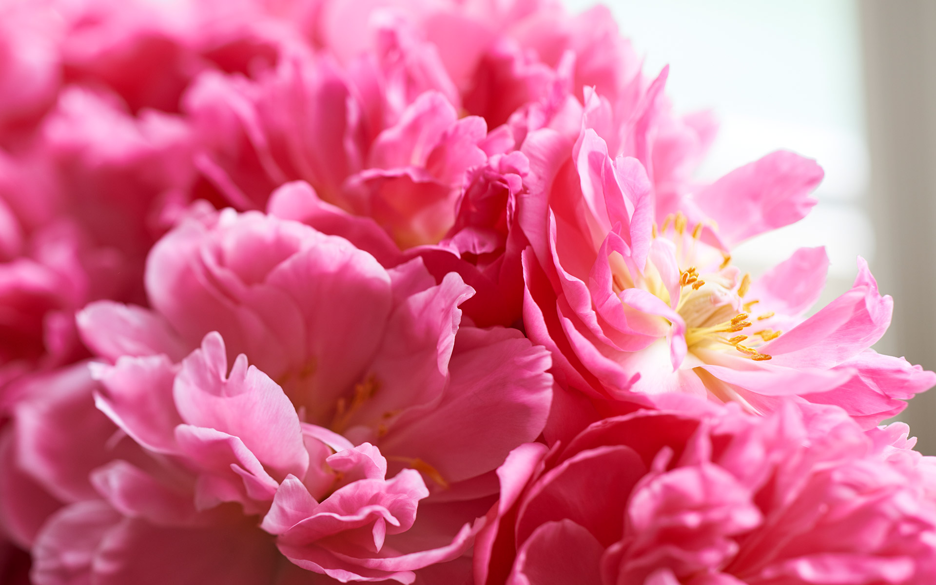 Pink flowers blooming